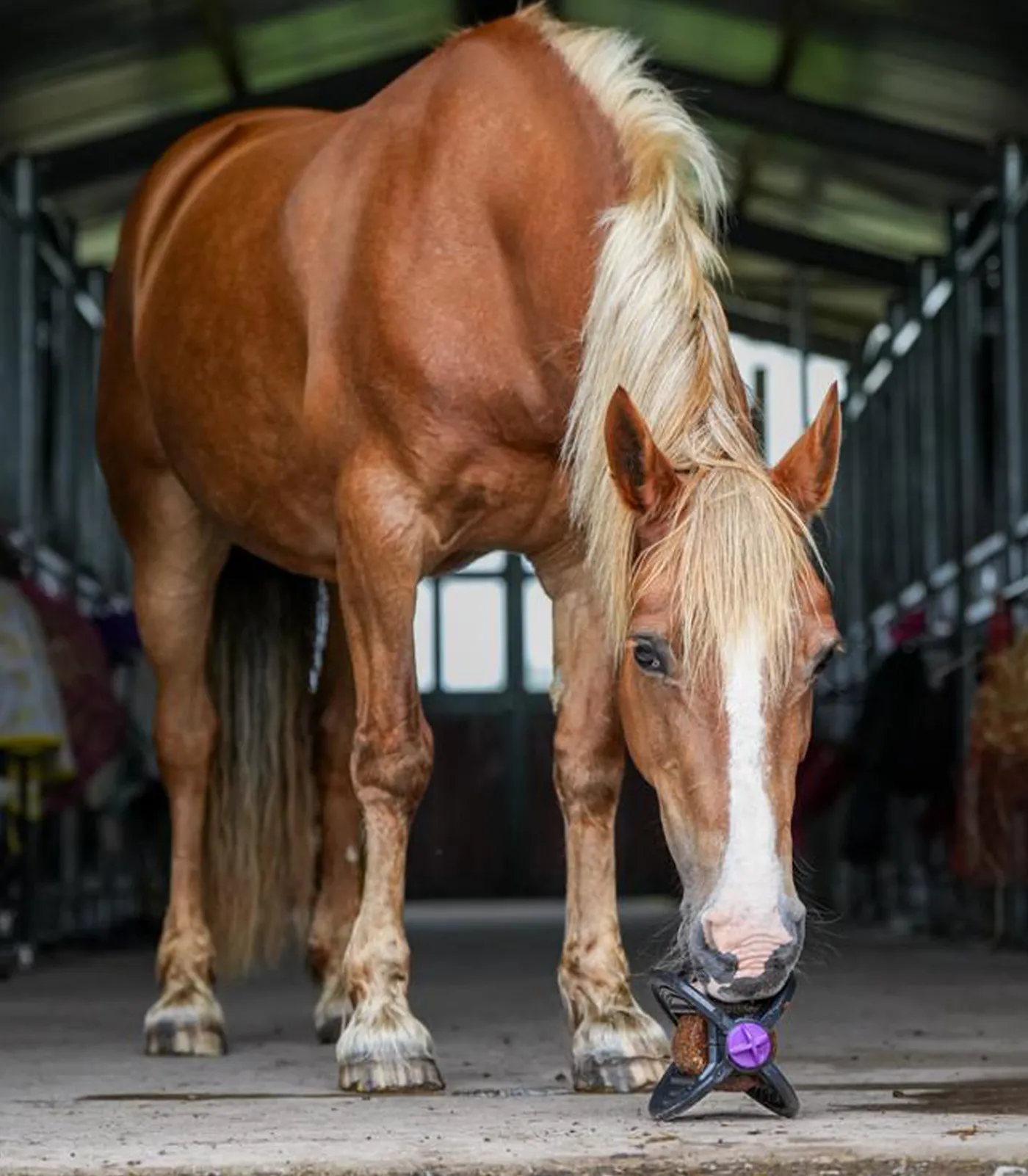Bizzy Horse Lecksteine>Bizzy Ball