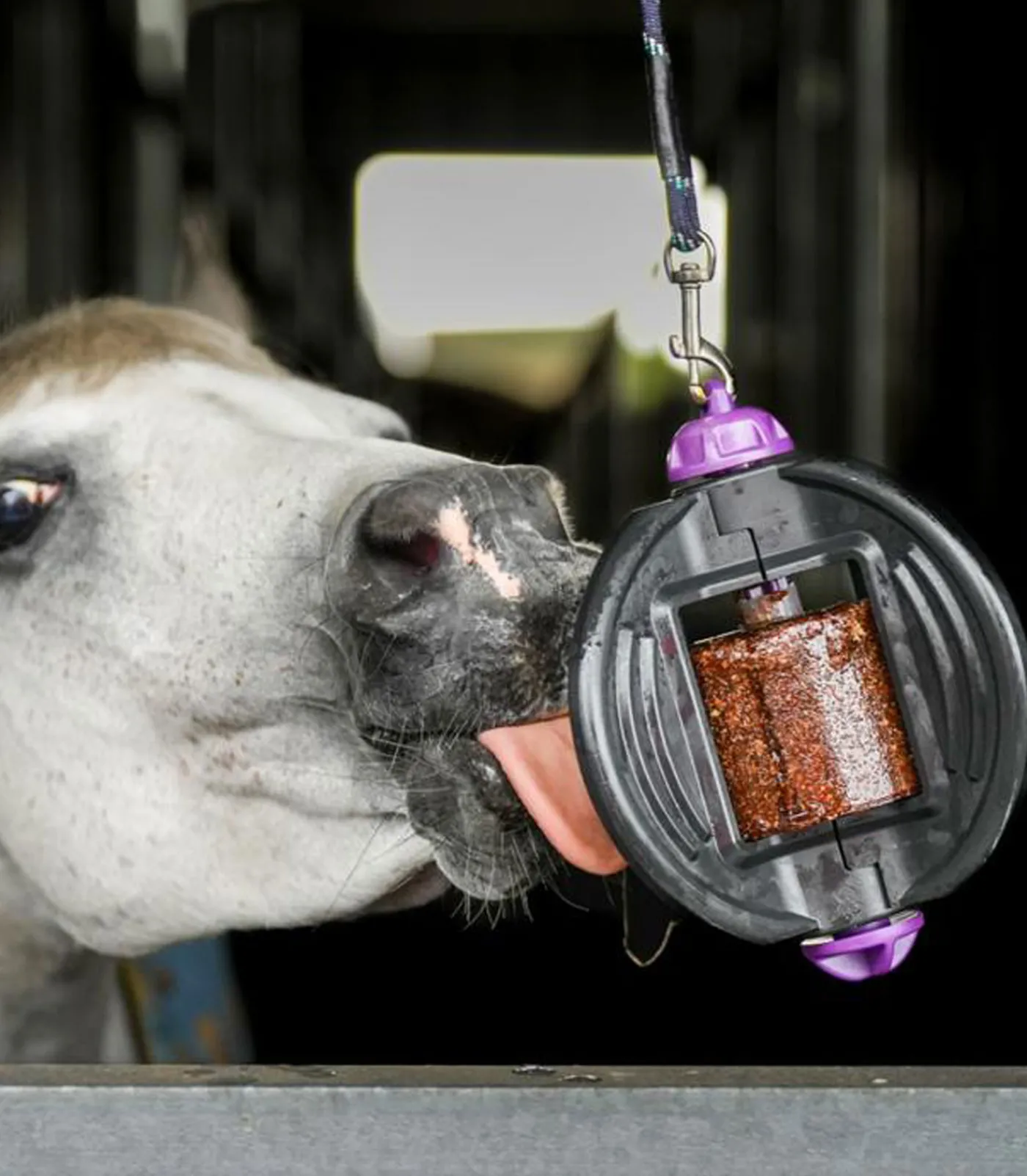 Bizzy Horse Lecksteine>Bizzy Ball