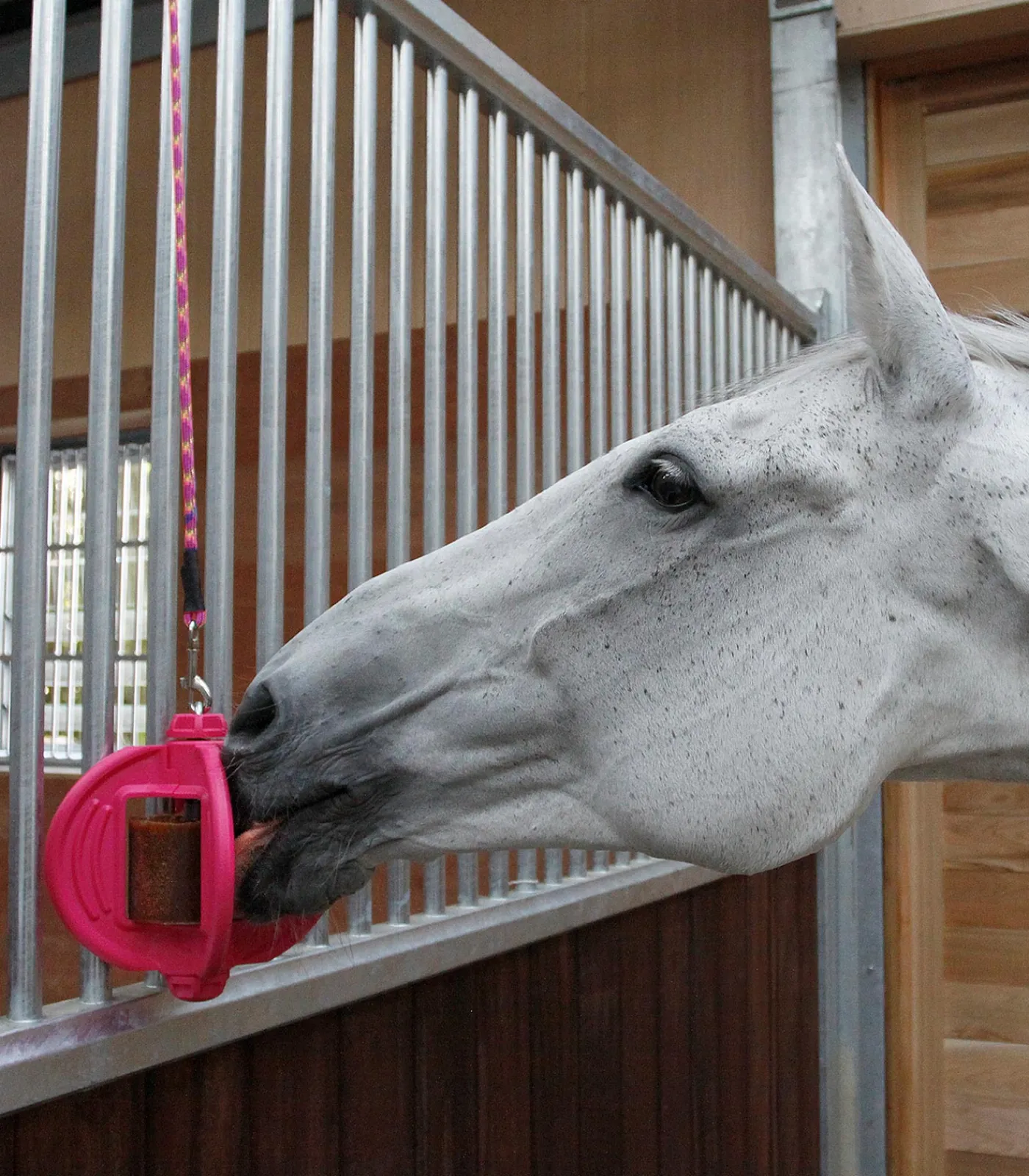 Bizzy Horse Lecksteine>Bizzy Ball