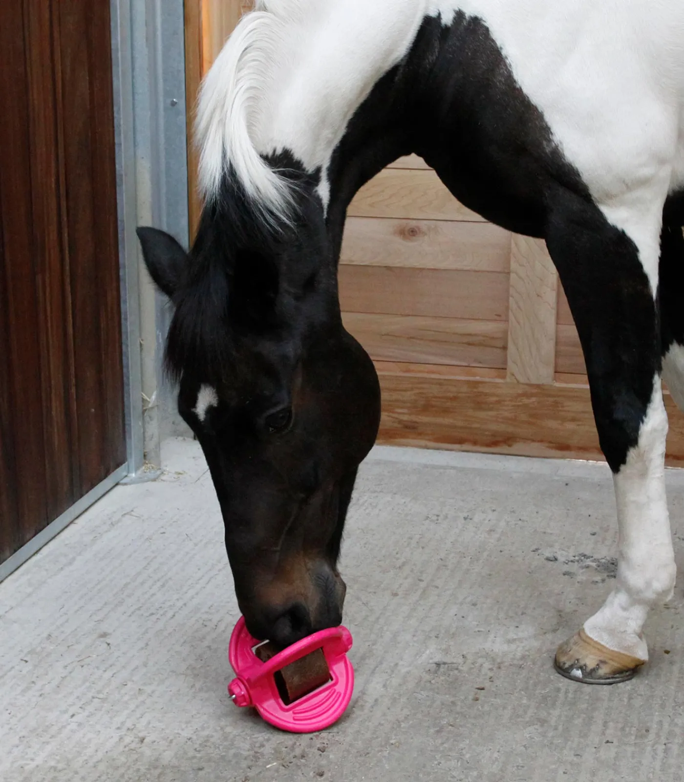 Bizzy Horse Lecksteine>Bizzy Ball