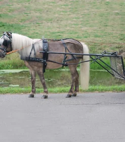 STAR Fahrsport>Einspänner Geschirr Economic, Pony und Shetty