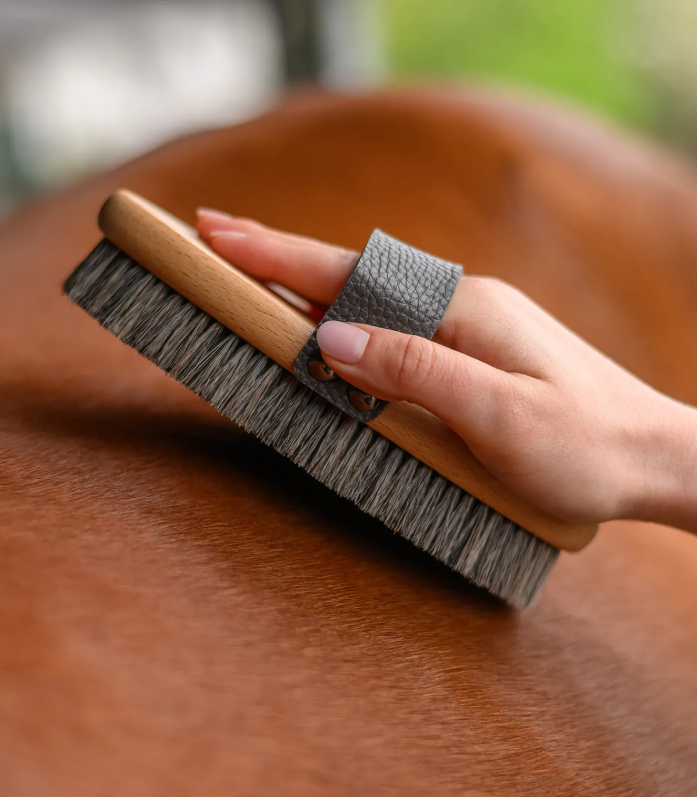 Waldhausen Putzzeug>Exclusive Line Kardätsche