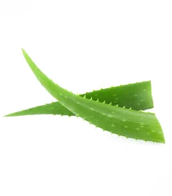 Waldhausen Fell, Mähne & Haut><noscript><img width=