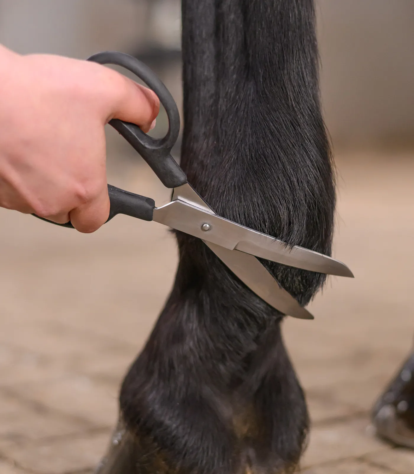 Waldhausen Schermaschine & Scheren>Fesselschere, gebogen
