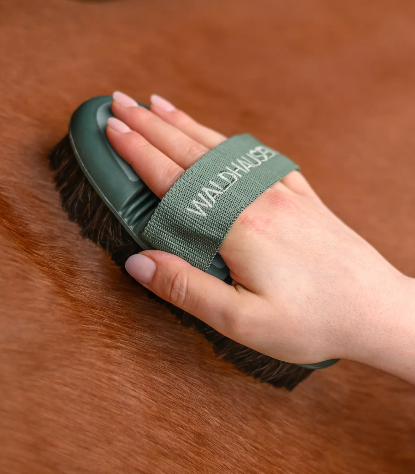 Waldhausen Putzzeug>Flex Kardätsche, Rosshaar