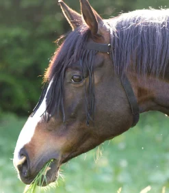 Waldhausen Pony & Shetty|Fliegenmasken Und -Fransen><noscript><img width=