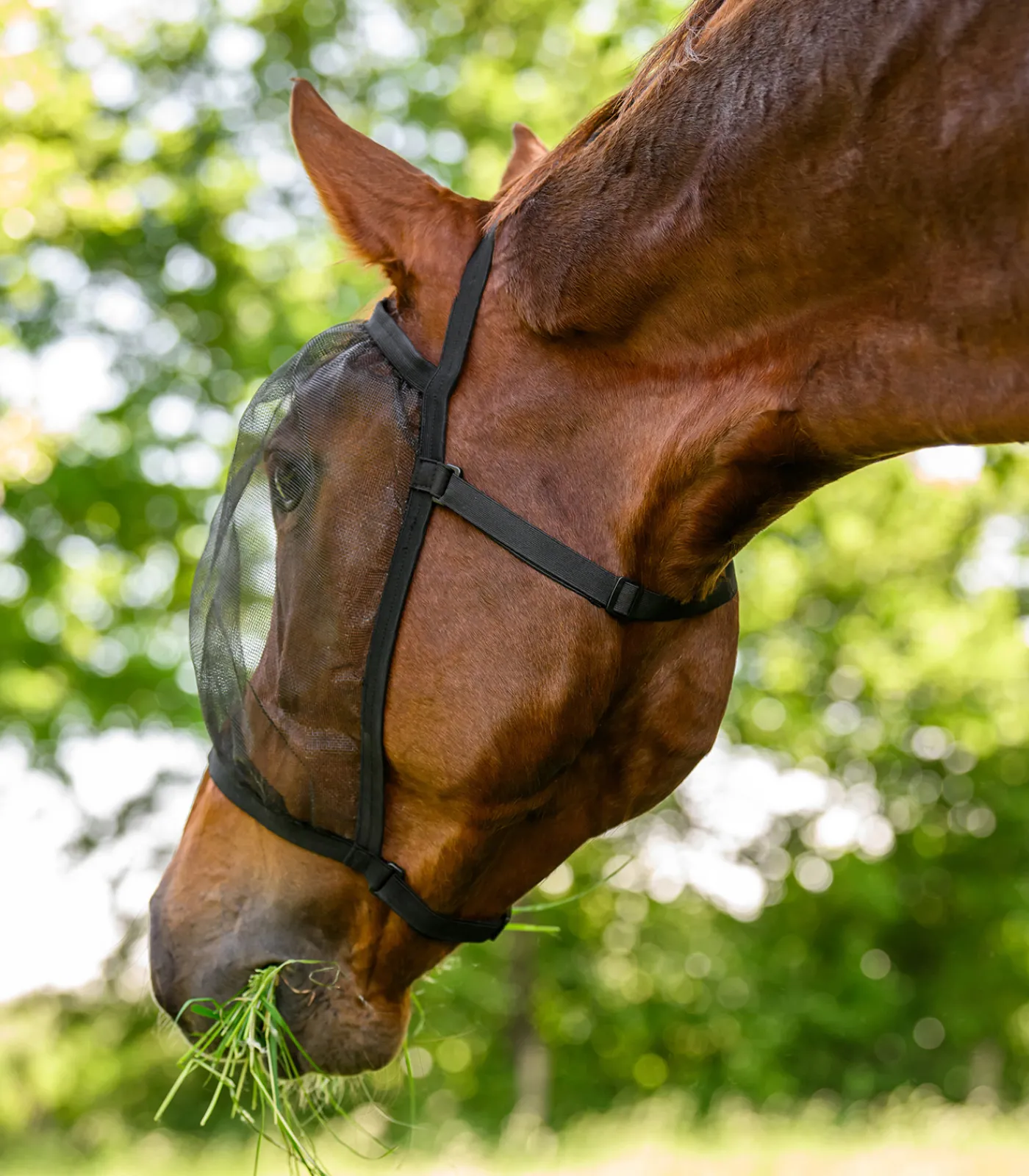 Waldhausen Pony & Shetty|Fliegenmasken Und -Fransen>Fliegenmaske Basic, ohne Ohren