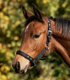 Waldhausen Fohlen|Halfter><noscript><img width=