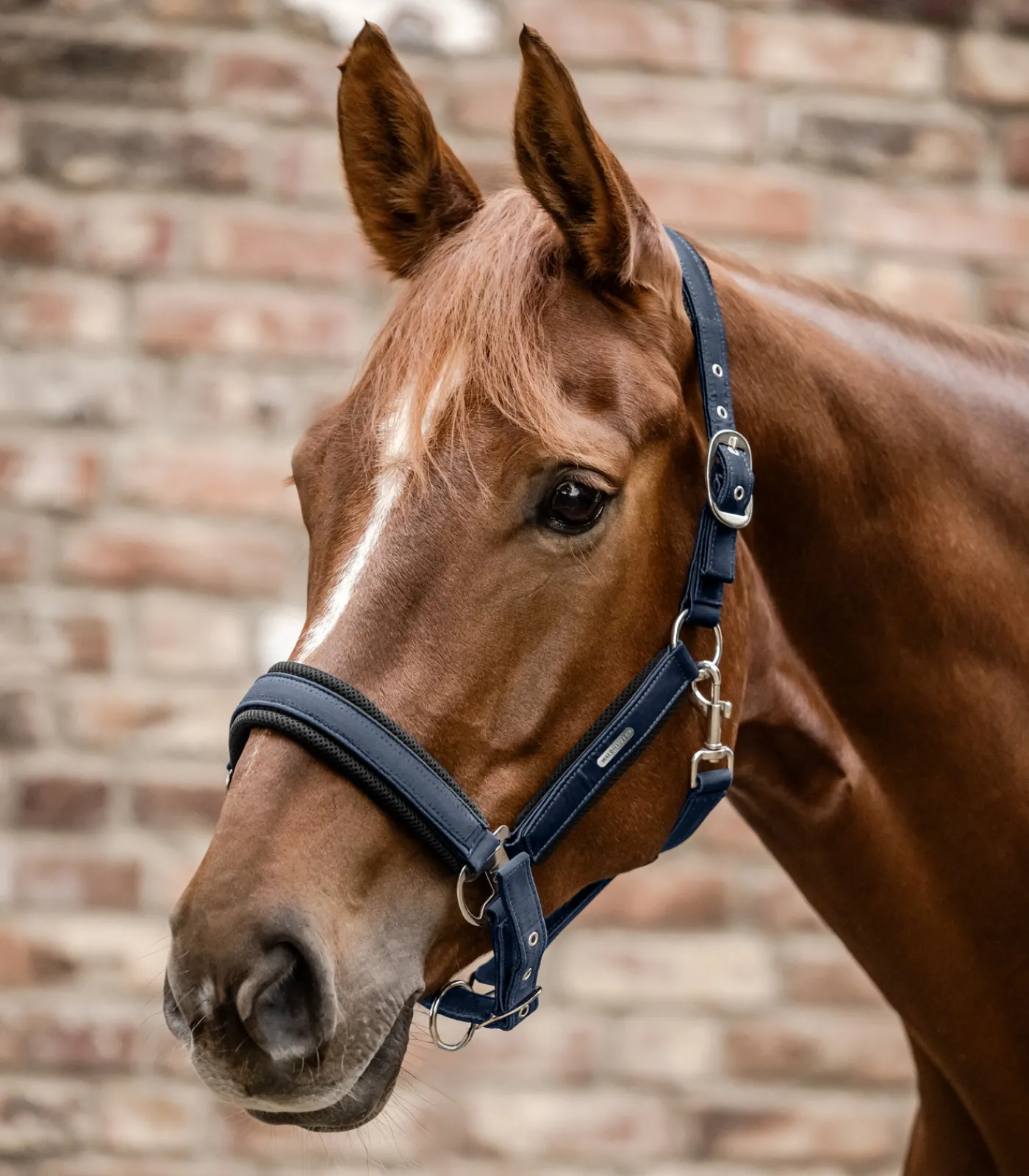 Waldhausen Halfter>Halfter Breath