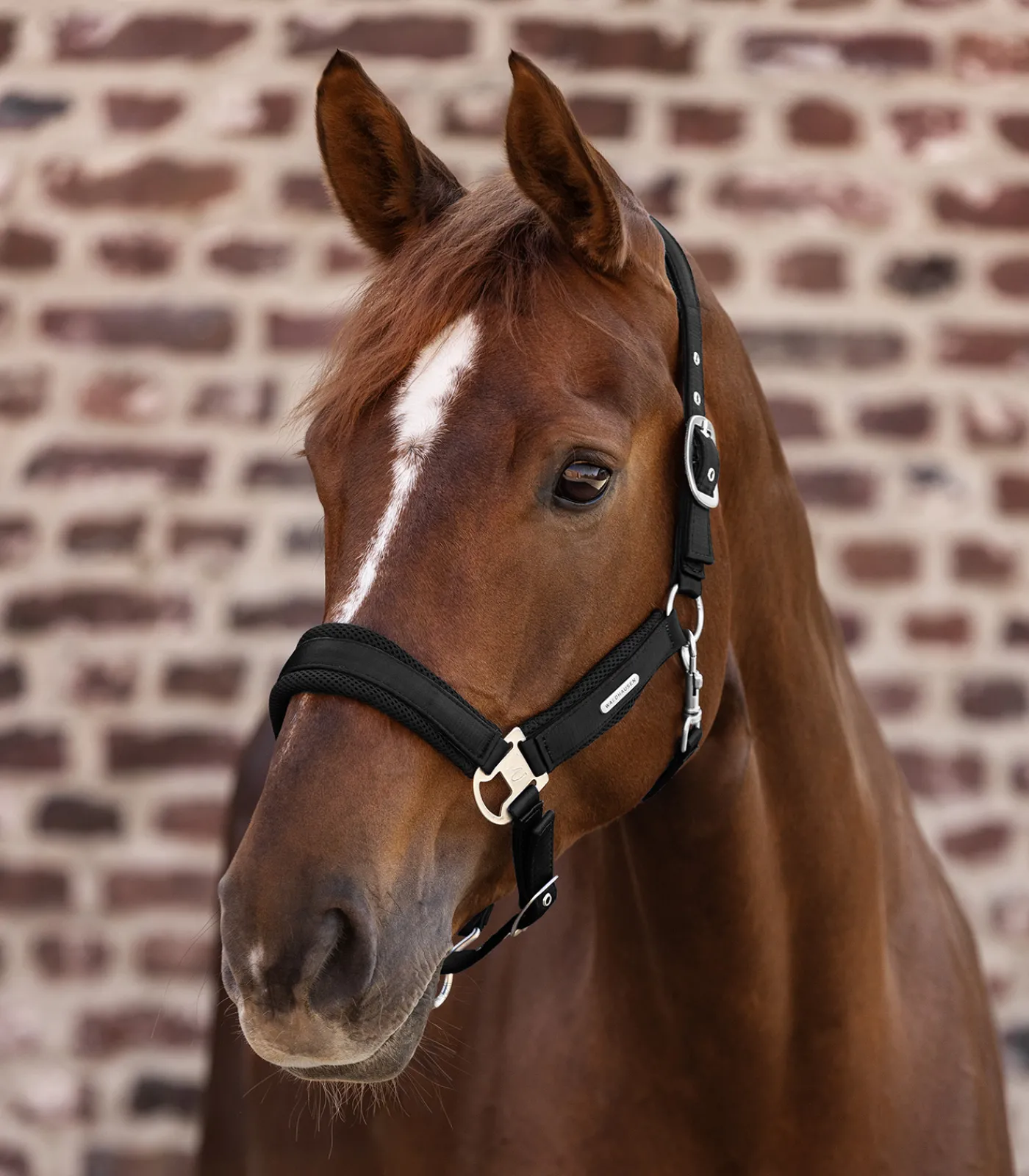 Waldhausen Halfter>Halfter Breath