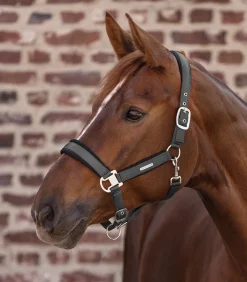 Waldhausen Halfter><noscript><img width=