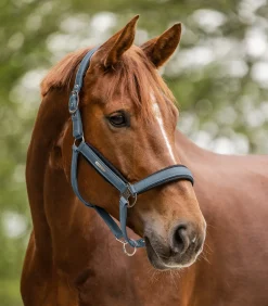 Waldhausen Halfter><noscript><img width=