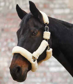 Waldhausen Transport|Pony & Shetty><noscript><img width=