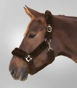 Waldhausen Transport|Pony & Shetty><noscript><img width=