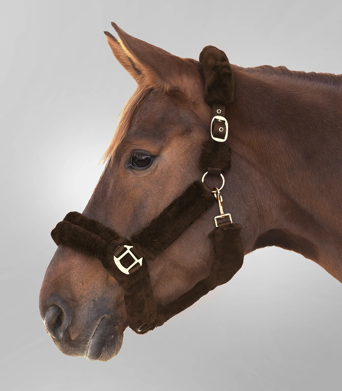 Waldhausen Transport|Pony & Shetty>Halfter Cozy