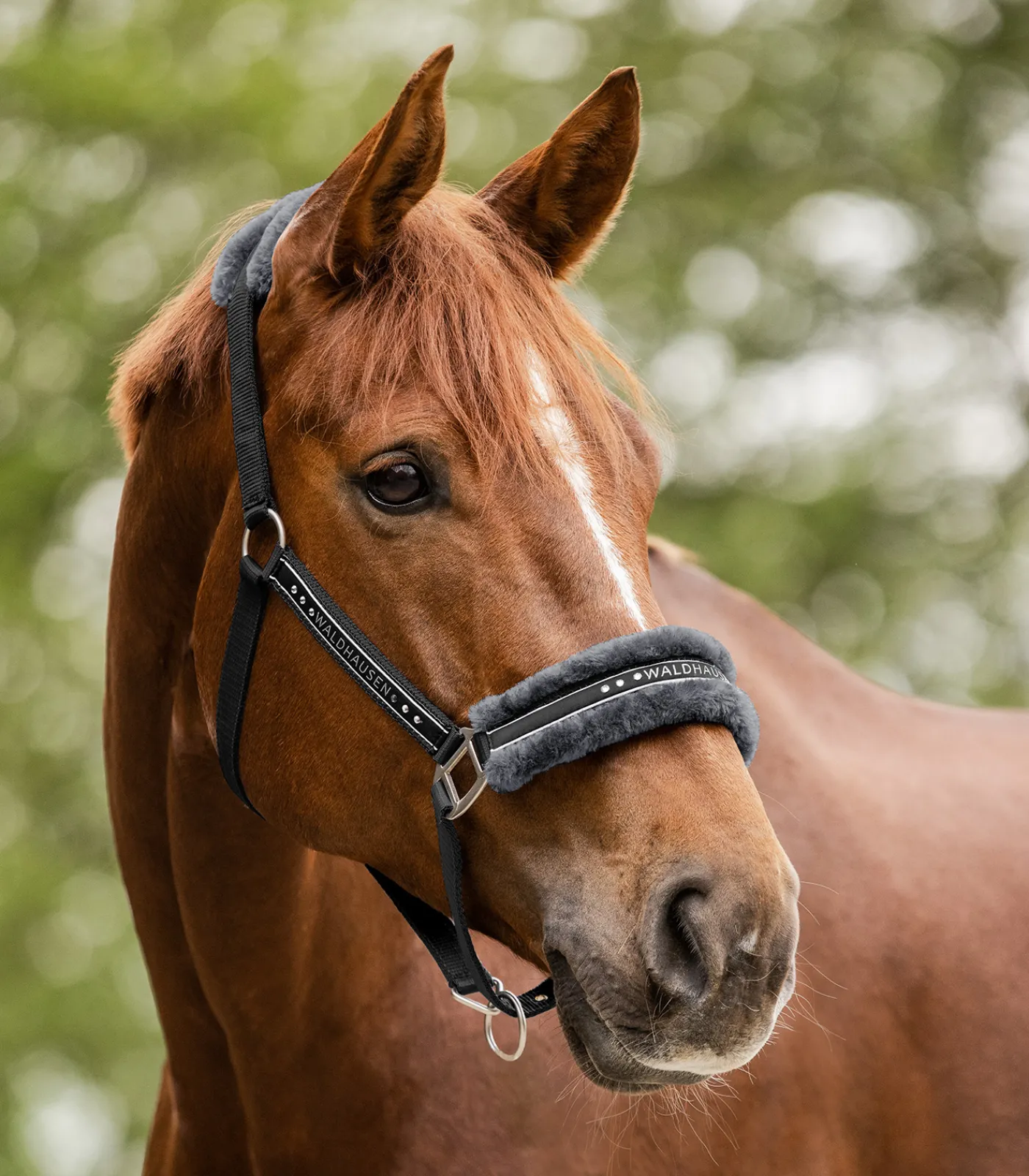 Waldhausen Pony & Shetty|Halfter>Halfter Elegant