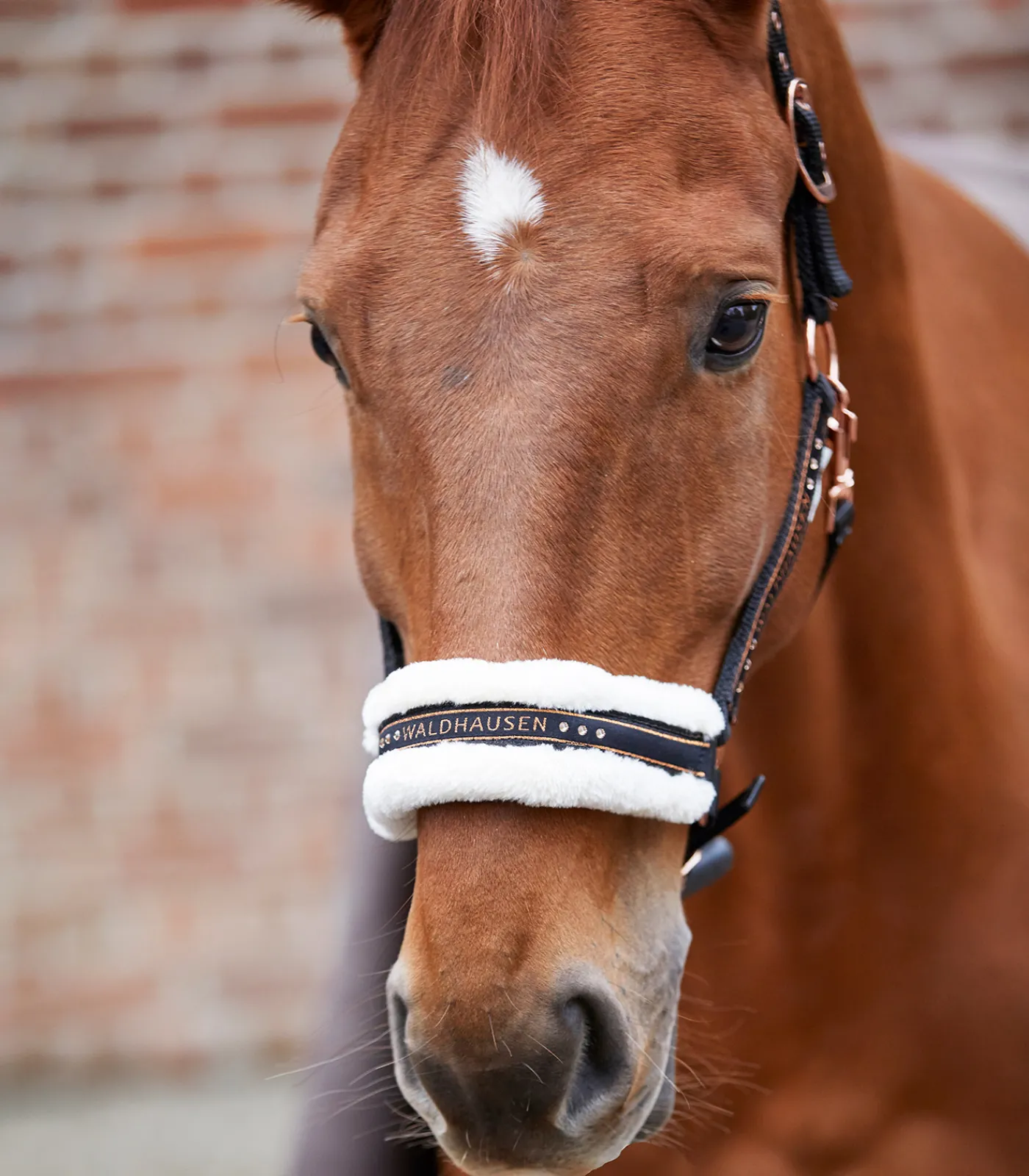 Waldhausen Pony & Shetty|Halfter>Halfter Elegant