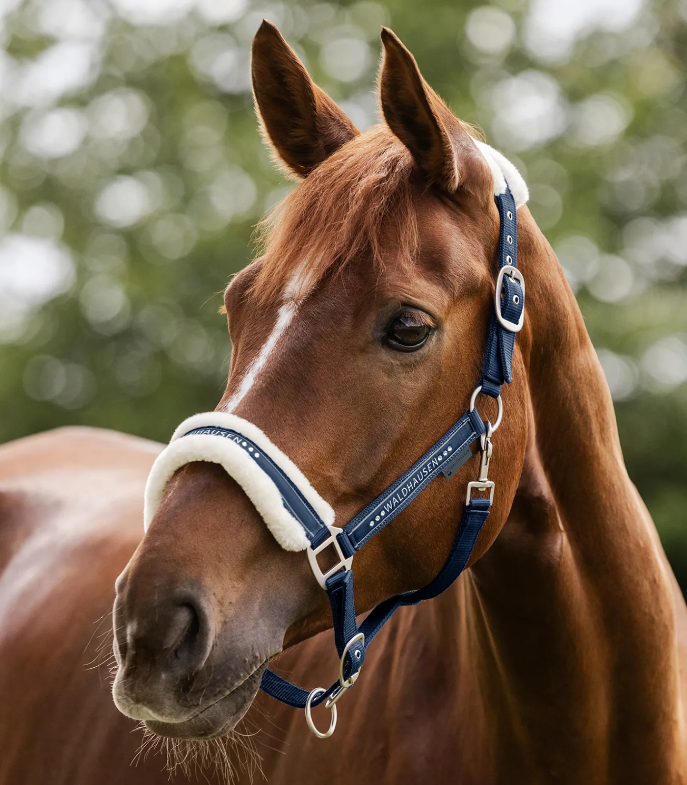 Waldhausen Pony & Shetty|Halfter>Halfter Elegant