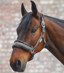 Waldhausen Pony & Shetty|Halfter><noscript><img width=