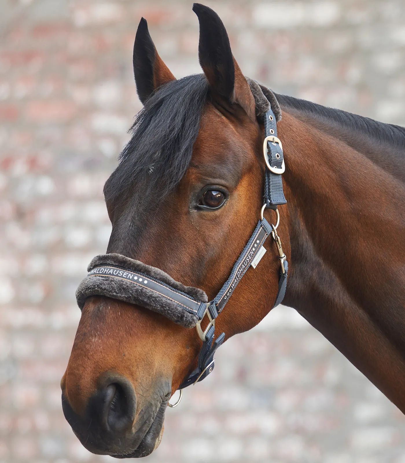 Waldhausen Pony & Shetty|Halfter>Halfter Elegant