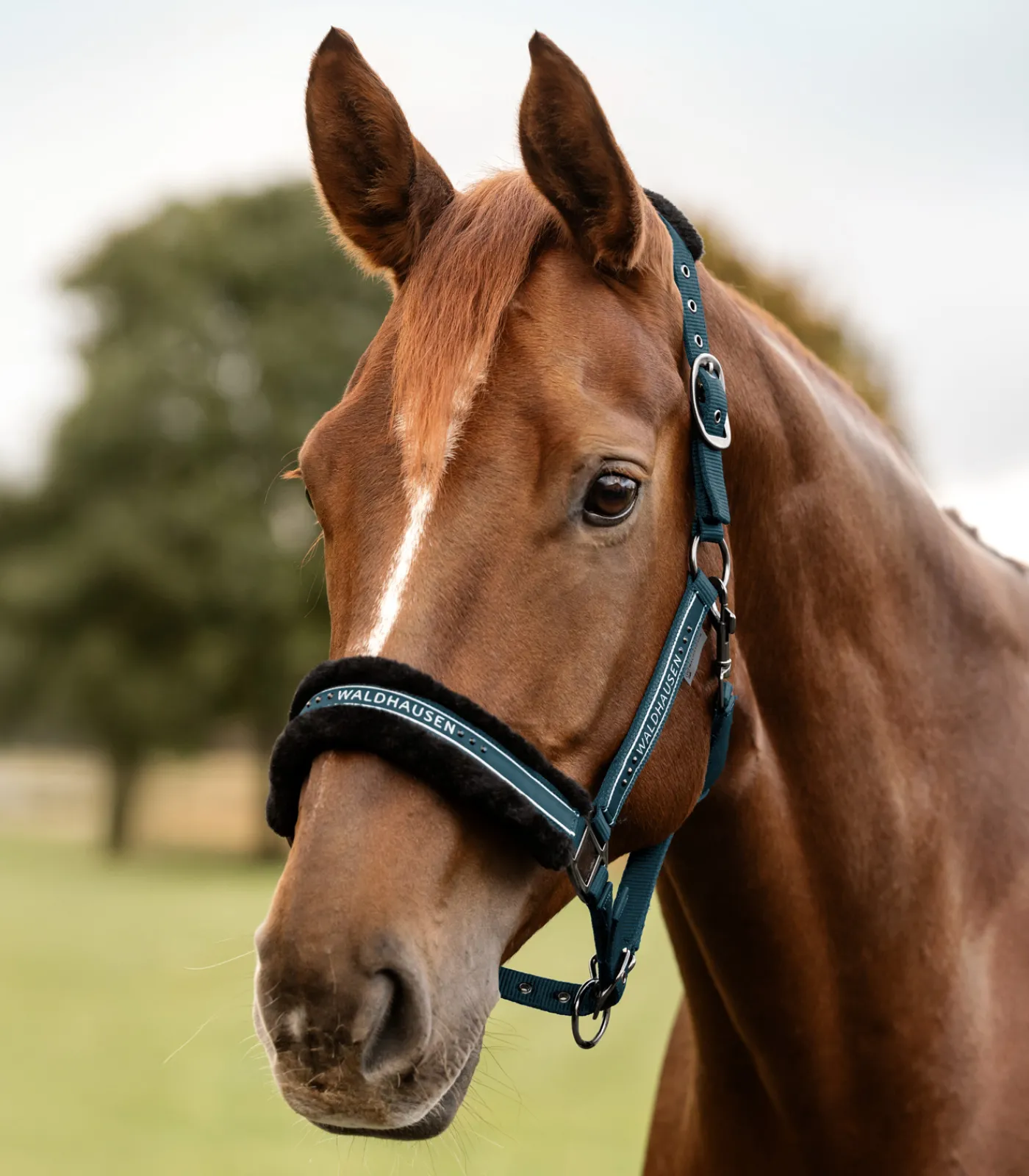 Waldhausen Pony & Shetty|Halfter>Halfter Elegant