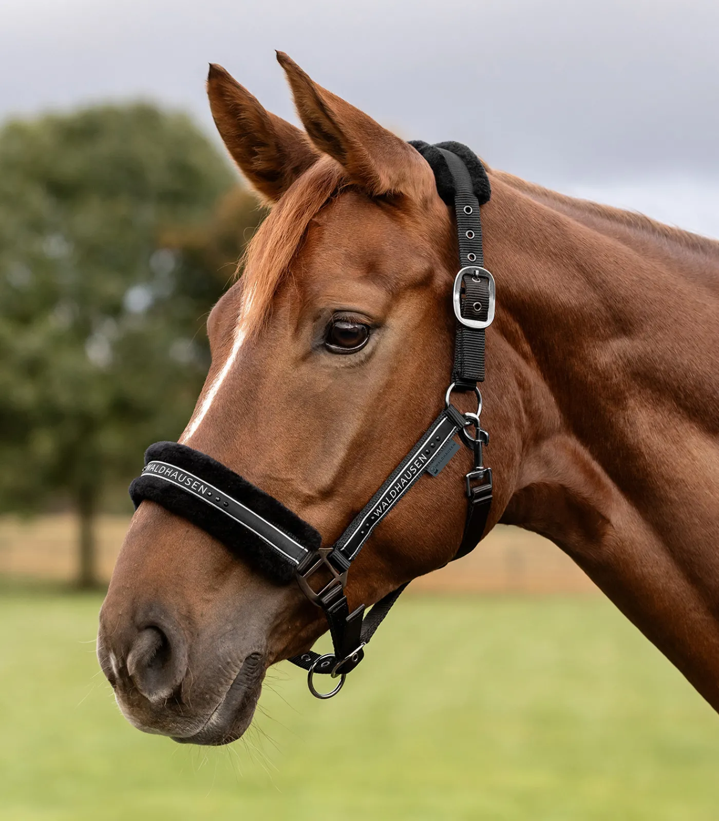 Waldhausen Pony & Shetty|Halfter>Halfter Elegant