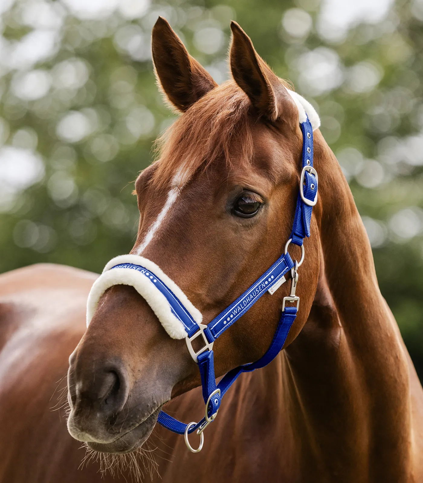 Waldhausen Pony & Shetty|Halfter>Halfter Elegant