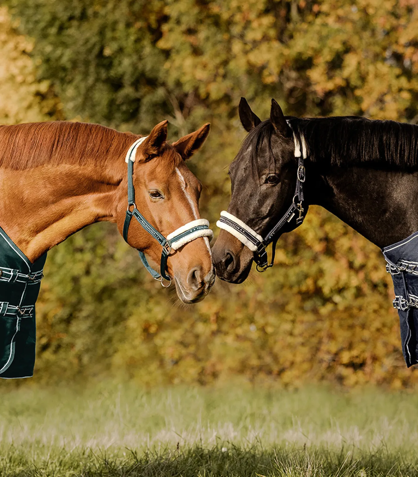Waldhausen Pony & Shetty|Halfter>Halfter Elegant