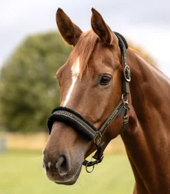 Waldhausen Pony & Shetty|Halfter><noscript><img width=