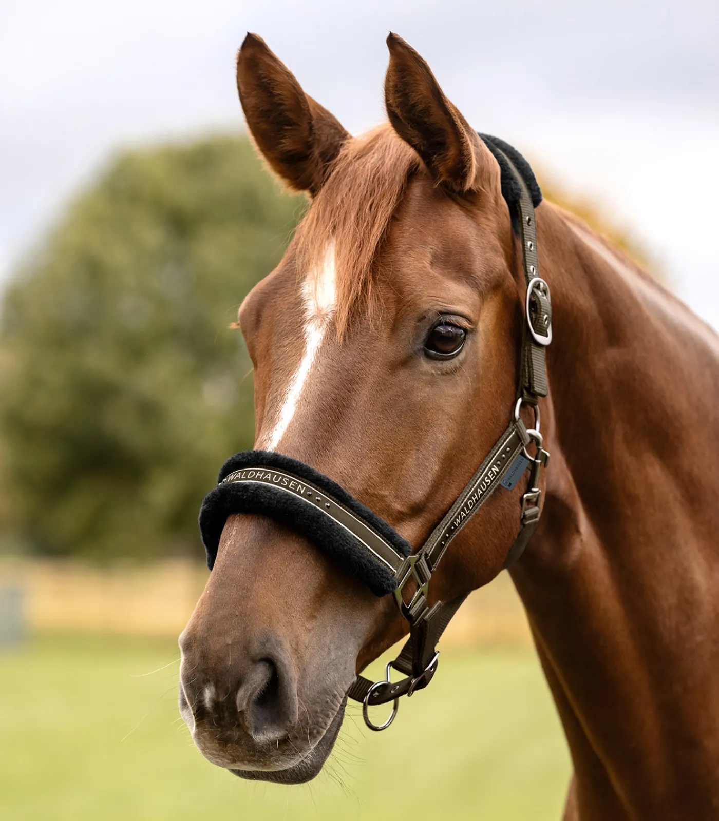 Waldhausen Pony & Shetty|Halfter>Halfter Elegant