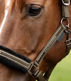 Waldhausen Pony & Shetty|Halfter><noscript><img width=