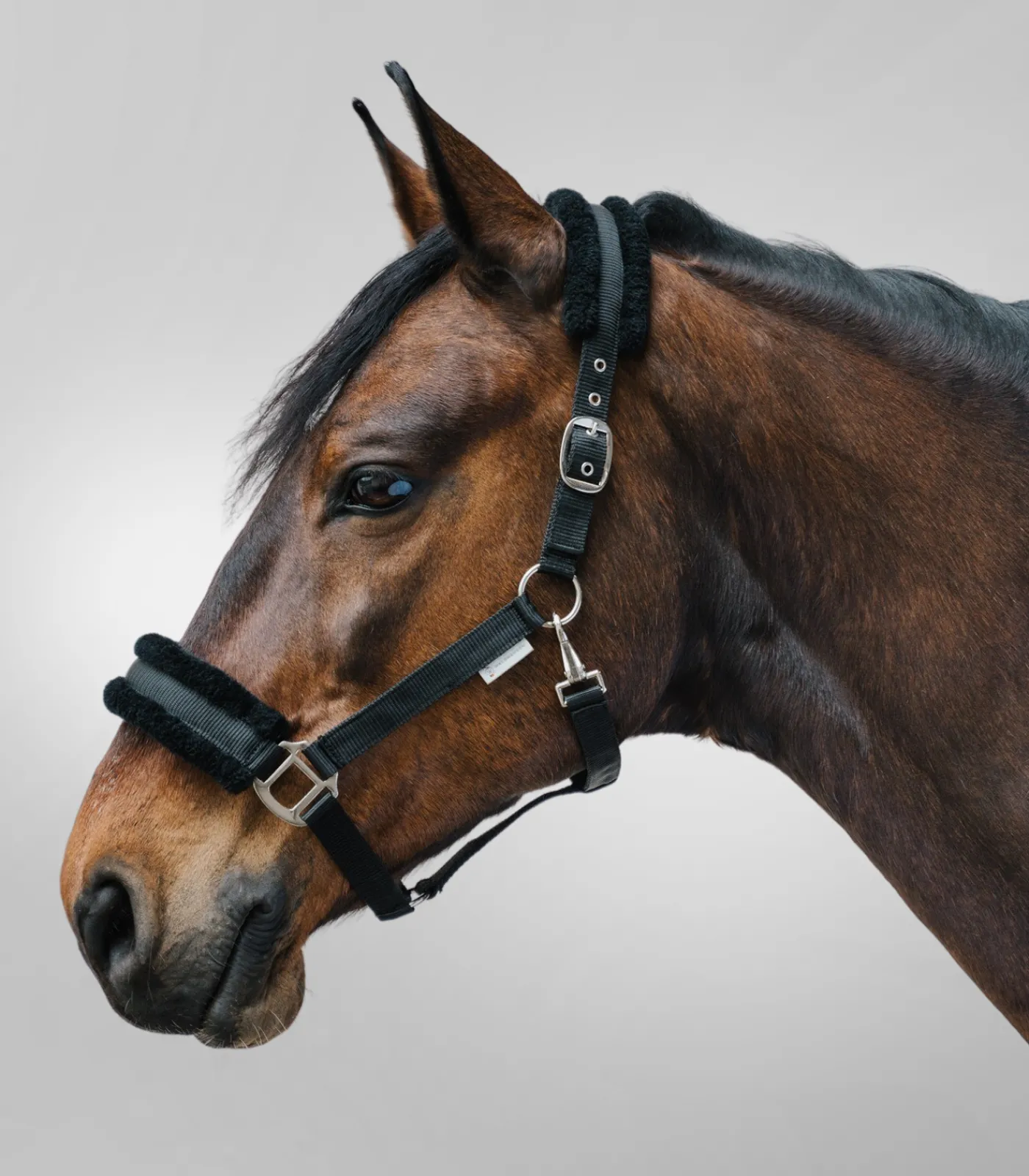 Waldhausen Halfter>Halfter First