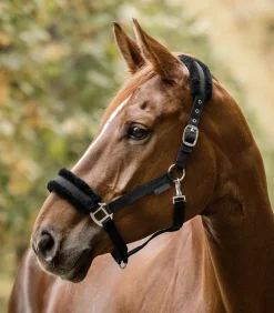 Waldhausen Halfter><noscript><img width=