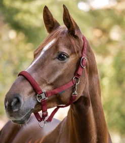 Waldhausen Pony & Shetty|Halfter><noscript><img width=