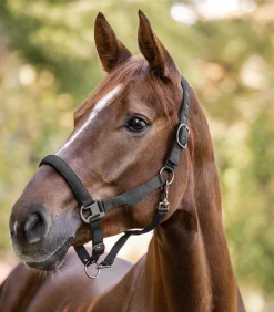 Waldhausen Pony & Shetty|Halfter><noscript><img width=