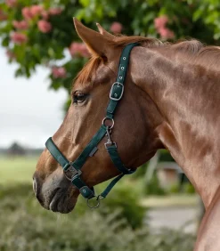 Waldhausen Pony & Shetty|Halfter><noscript><img width=