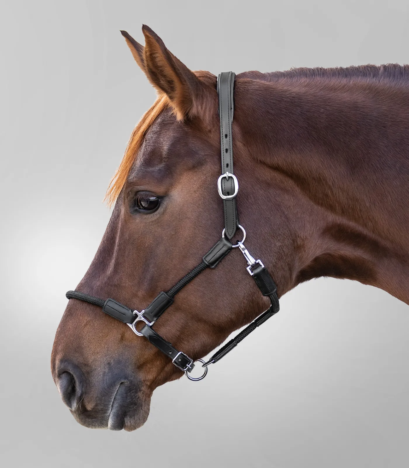 Waldhausen Pony & Shetty|Halfter>Halfter Nevada