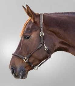 Waldhausen Pony & Shetty|Halfter><noscript><img width=