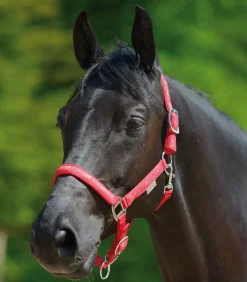 Waldhausen Halfter><noscript><img width=