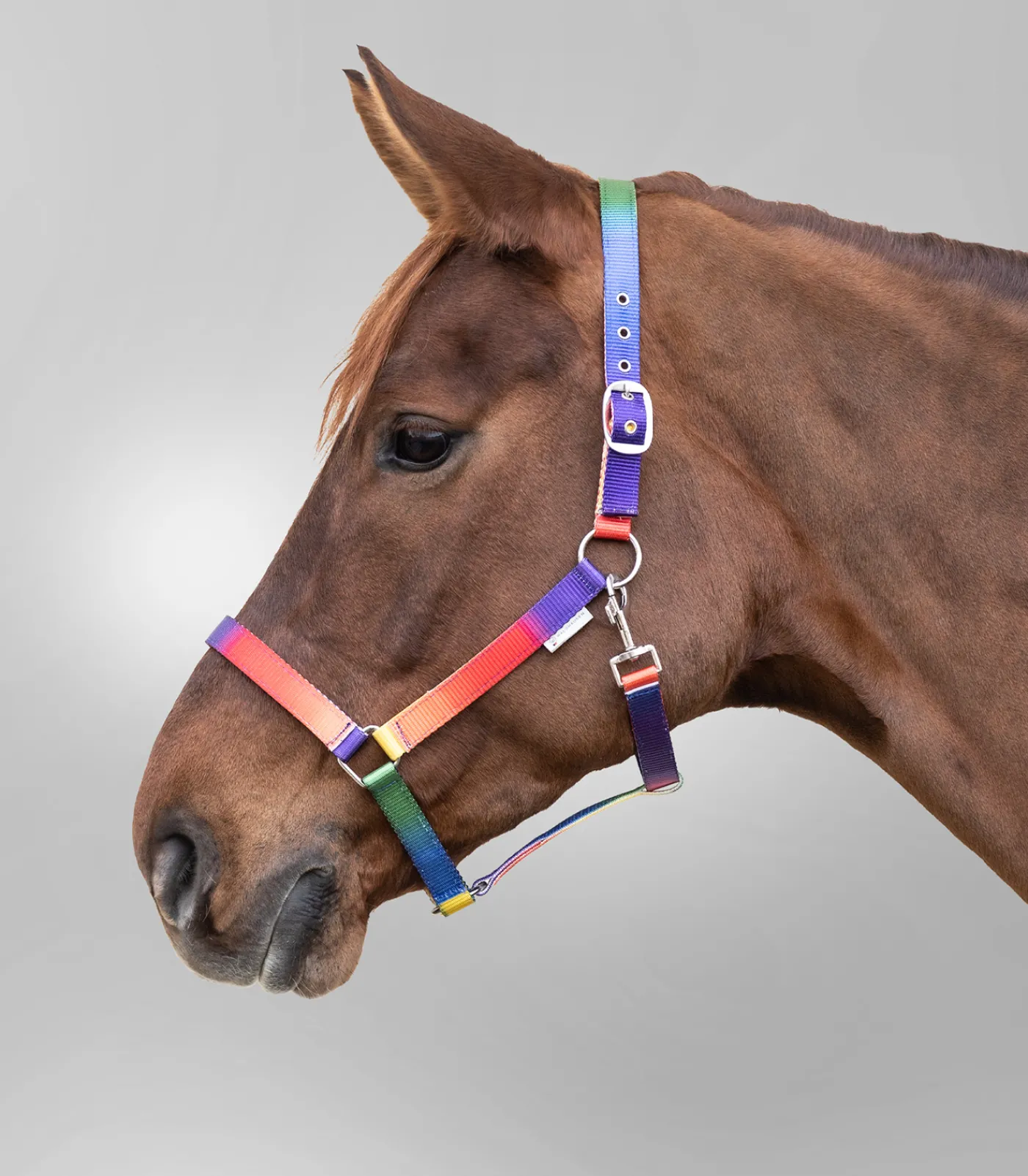 Waldhausen Halfter>Halfter Regenbogen, VB und WB