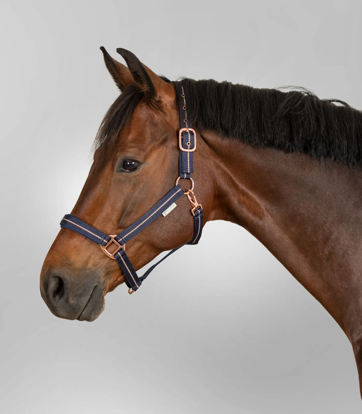 Waldhausen Pony & Shetty|Halfter>Halfter Rosé