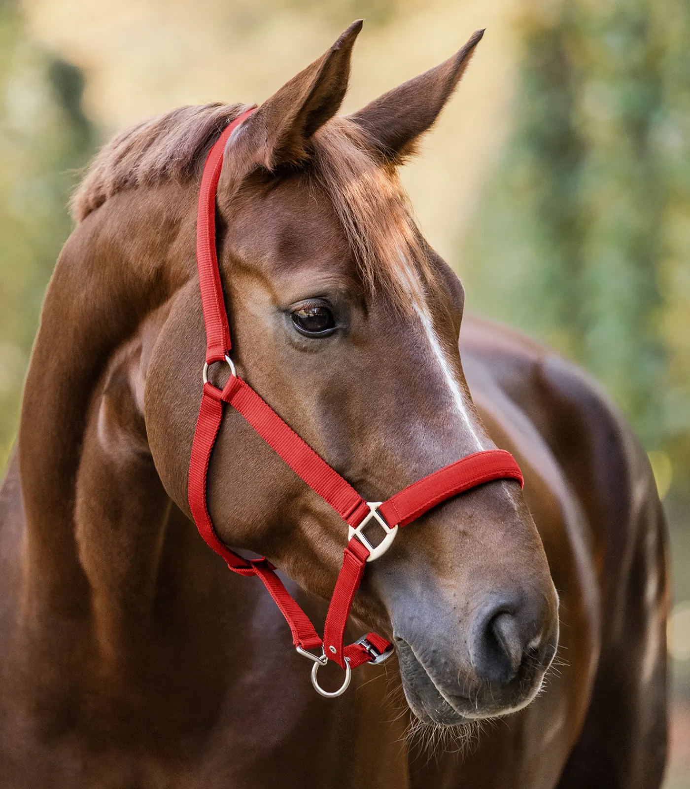 Waldhausen Halfter>Halfter Satin