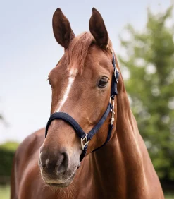 Waldhausen Halfter><noscript><img width=