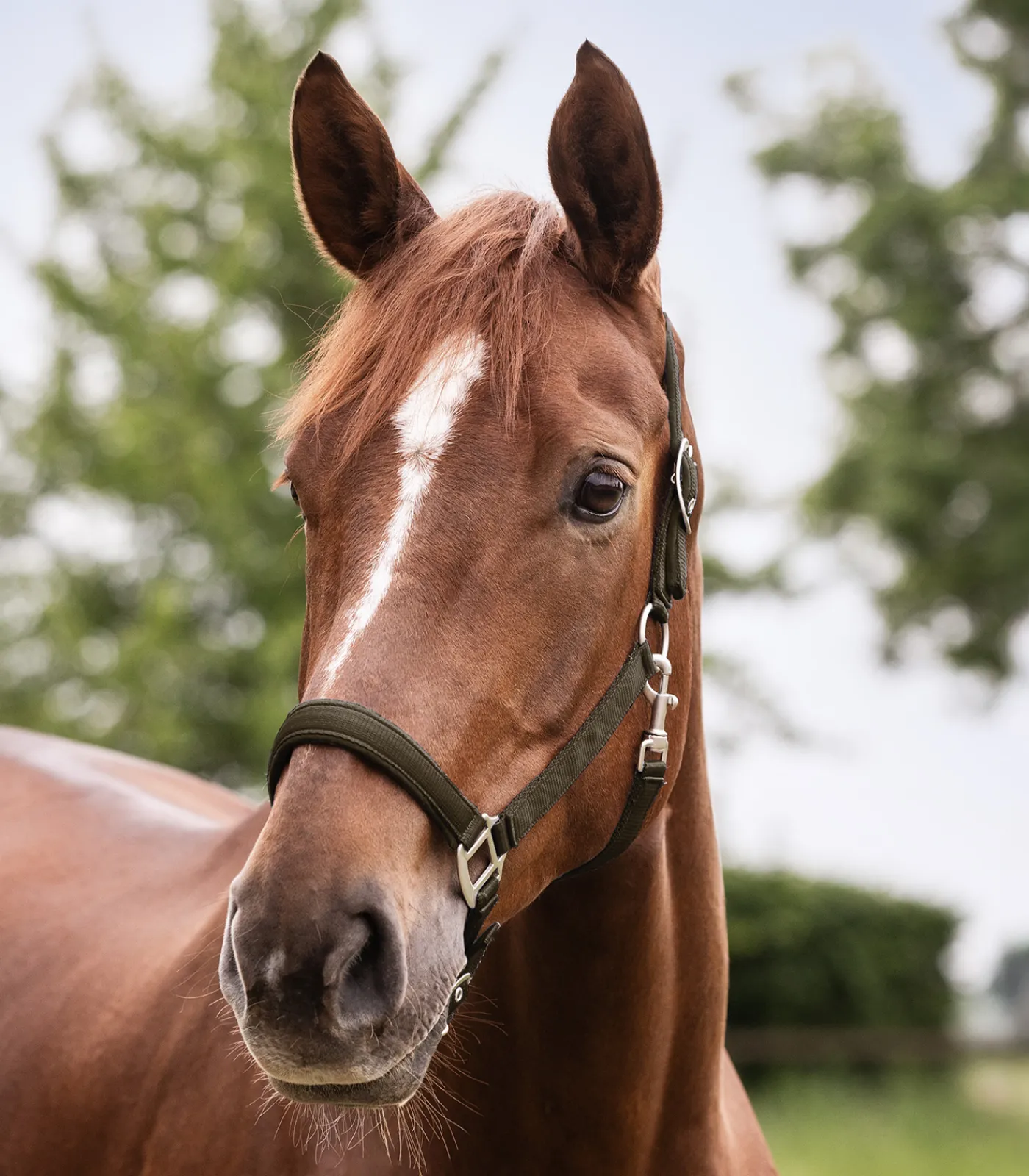 Waldhausen Halfter>Halfter Satin