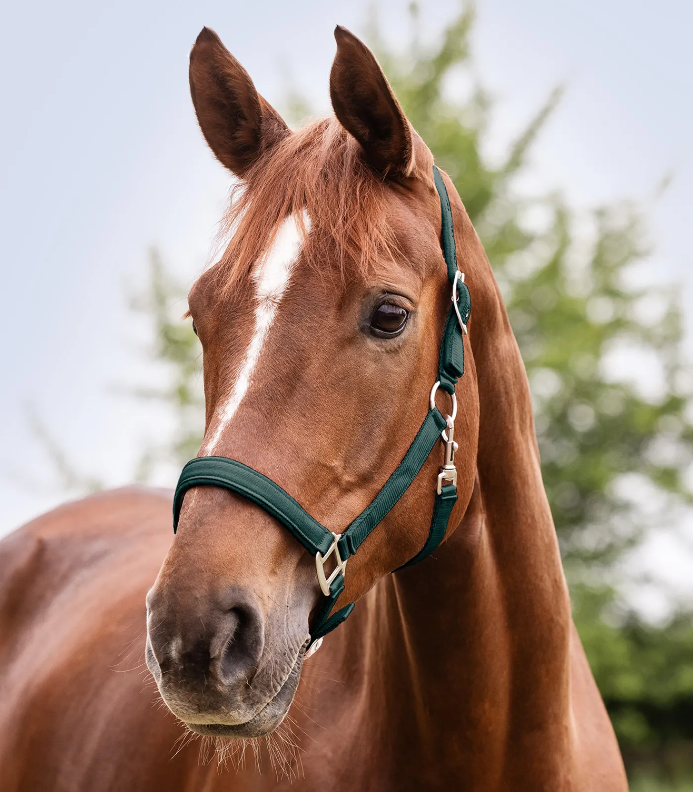 Waldhausen Halfter>Halfter Satin