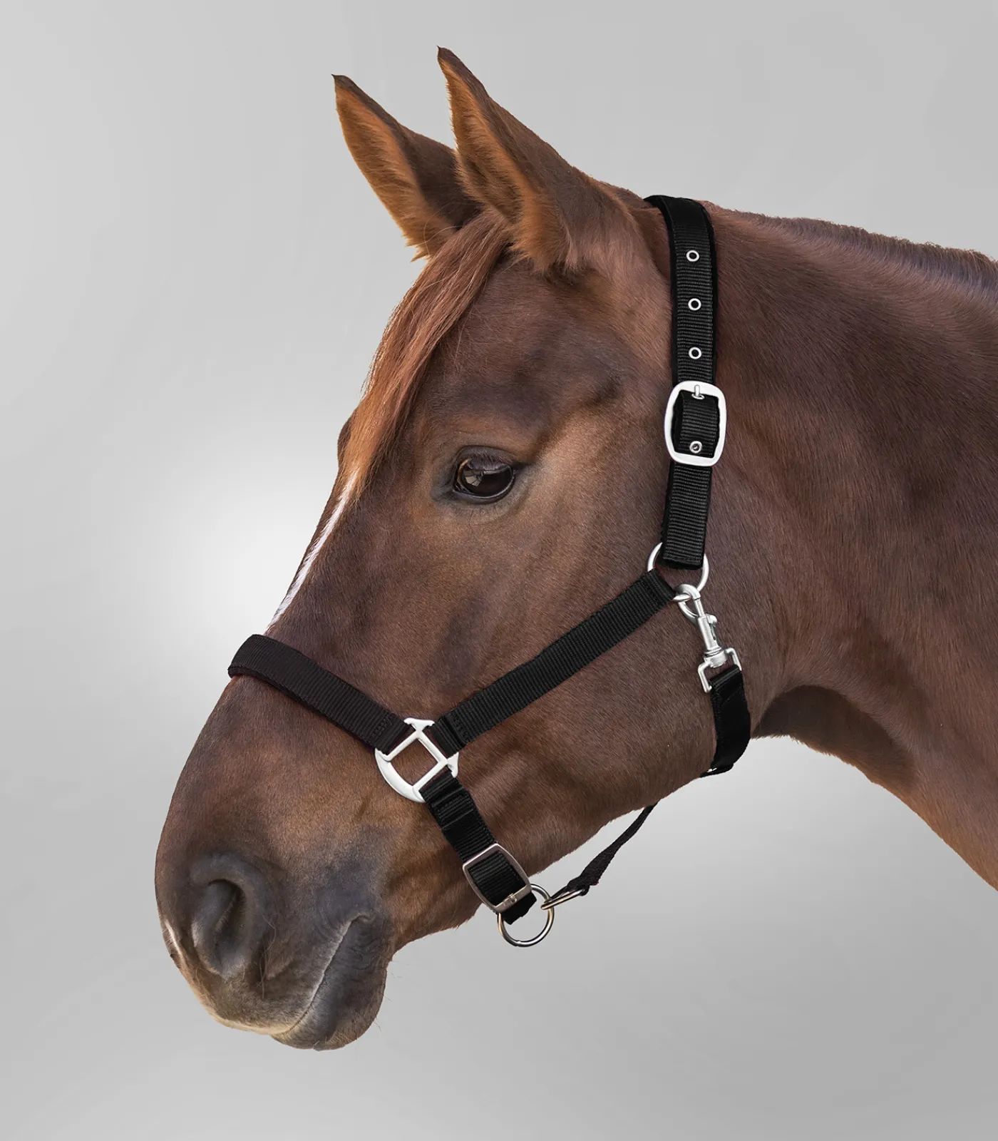 Waldhausen Halfter>Halfter Satin