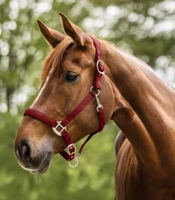 Waldhausen Halfter><noscript><img width=