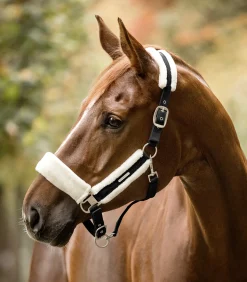 Waldhausen Halfter><noscript><img width=