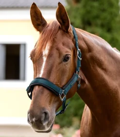 Waldhausen Halfter><noscript><img width=