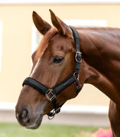 Waldhausen Halfter><noscript><img width=